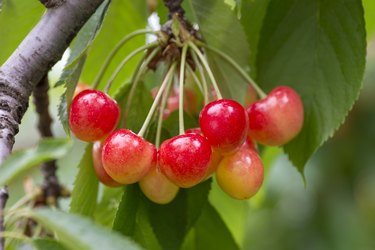 Cherry Trees: Pick Sweet Cherries Straight from the Branch - Roots