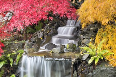Backyard waterfall with Japanese maple trees.