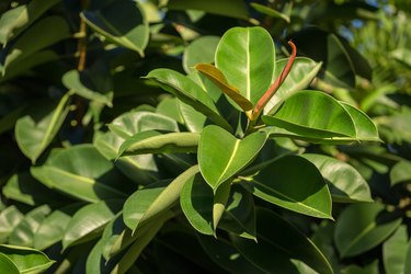 Ficus elastica growing in the garden closeup.