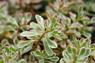 Stonecrop Tricolor