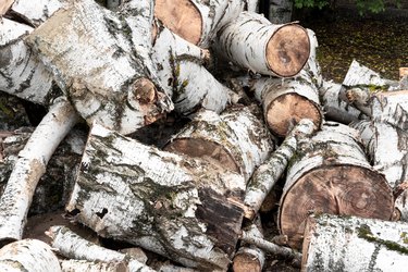 Birch logs for making fire