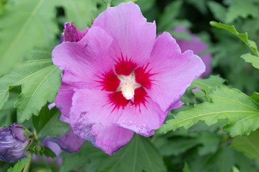 Syrian close-up hibiscus flower