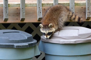 Raccoon baby sitting on garbage can.