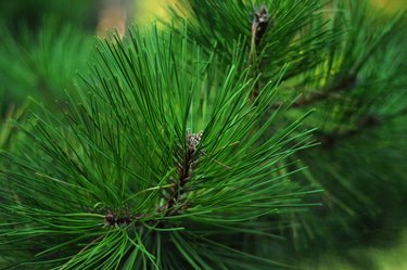 long green needles on conifers
