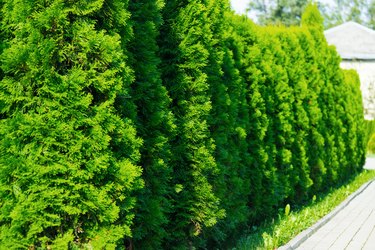 Thuja at the road in the summer. Decorative Thuya