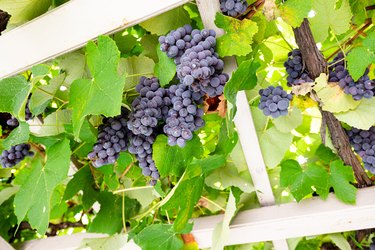 Grape plants with ripe fruits growing on a pergola in a garden.