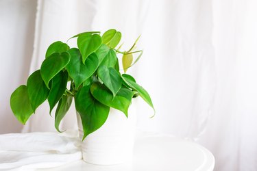 heart leaf Philodendron house plant