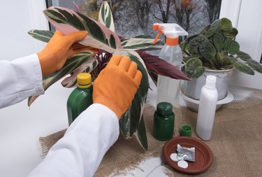 Treating pests on potted plants.