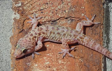 Focus Stacked Closeup Image of a Mediterranean Gecko on the Wall of a House in North Florida