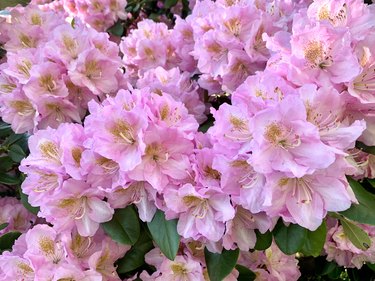 Closeup of rhododendron blossoms.