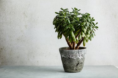 Houseplant Crassula ovata jade plant money tree opposite the white wall.