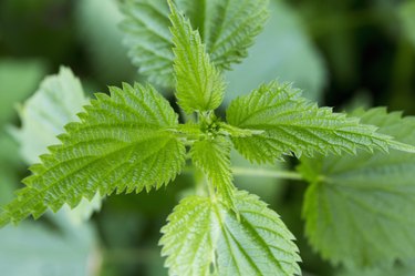 Closeup of stinging nettle (urtica) plant and leaves
