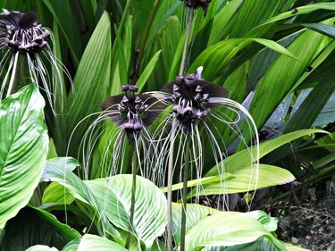 Black Bat Flower (Tacca chantrieri) with long whiskers