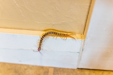 Large house centipede insect bug crawling on wall in New Mexico with many legs macro closeup