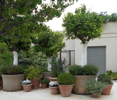 Potted plants in front of the building