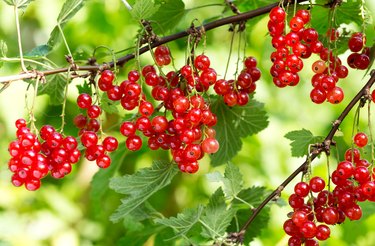 ripe red currant in a garden