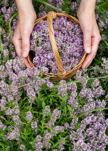 Gathering thyme plant in the field. Human hands with a small wicker basket picking Thymus serpyllum, close-up, vertical photo, selected focus.