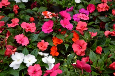 Impatiens walleriana flowers. Beautiful fresh flowers. Summer nature. Garden, park or wild nature plant.