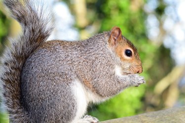 Eastern gray squirrel (Sciurus carolinenesis).