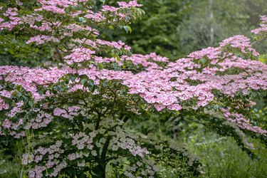 Beautiful pink summer flowers of Cornus kousa 'Miss Satomi' Dogwood tree