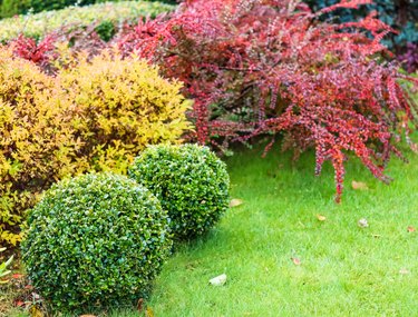 Landscaped garden with shaped boxwoods (Buxus sempervirens) and other colorful shrubs in autumn.