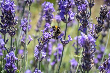 A Bee on Lavender Flowers in Summer