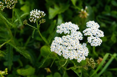 Achillea millefolium common yarrow white flowers with green