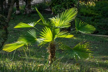 Young Chinese windmill palm (Trachycarpus fortunei) or Chusan palm in city park of Sochi.  Close-up of beautiful green leaves