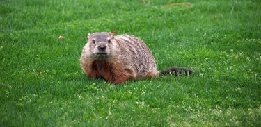 Backyard Visitor-Woodchuck