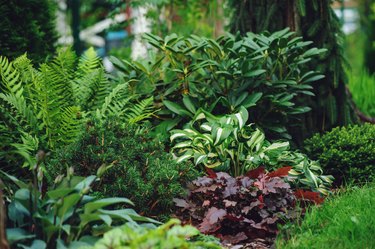 mixed border with shady tolerance plants - ferns, hostas and heucheras in summer garden