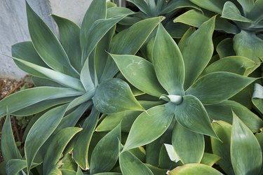 Agave attenuata