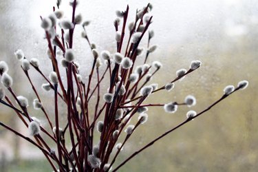 Willow twigs in the window in a vase.
