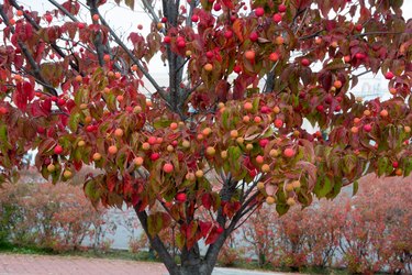 Red kousa dogwood fruits in autumn
