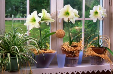Amaryllis in pots by window.