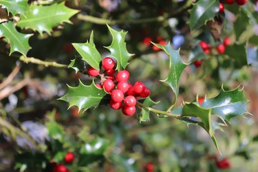 Ilex, or holly, It is a genus of small, evergreen trees with smooth, glabrous, or pubescent branchlets. The plants are generally slow-growing.