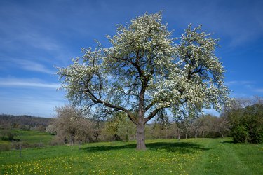 Big blooming pear tree in a meadow with dandelion