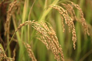 Japanese Rice Plants