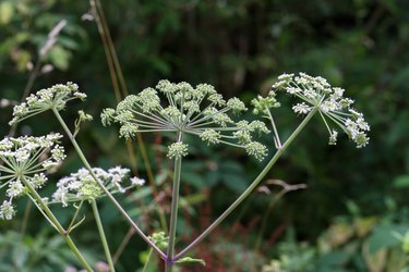 White flowering plant, Caraway or meridian fennel