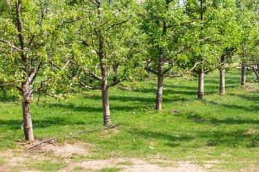 Apple Orchard in Spring