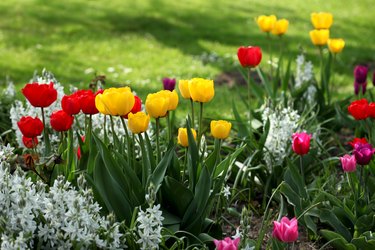 Colorful tulips in flowerbed.