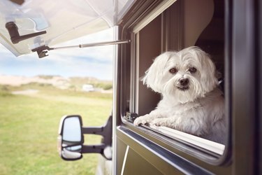 Dog looking out camper van window