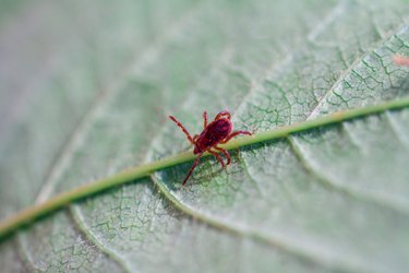 A dangerous parasite and infection carrier mite