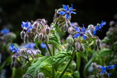 Flowering Borage Plant Growing in Organic Herb Garden