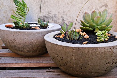 Succulents in cement planters.
