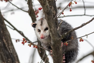 Opossum in bare tree with ornamental berries in winter.