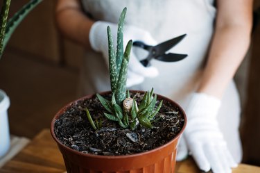 How to plant and grow aloe vera succulent houseplant at home. Aloe Vera Plant Care. Female hand in garden gloves cut and re-pot Aloe barbadensis Plant, cutting off few leaves