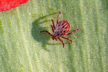 A dangerous parasite and infection carrier mite