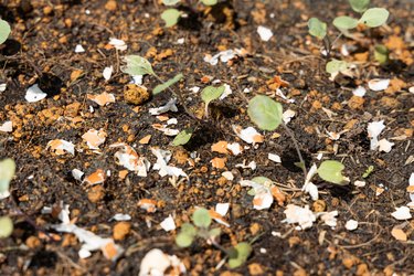 Closeup of crushed egg shell scatted onto soil as organic fertilizers for baby vegetables