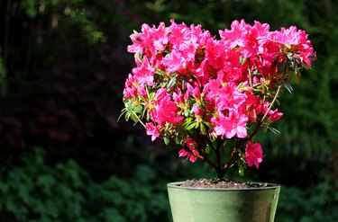 Azalea (rhododendron) with red / pink flower in plant pot image