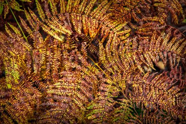 Red fern of Hoge Kempen National Park